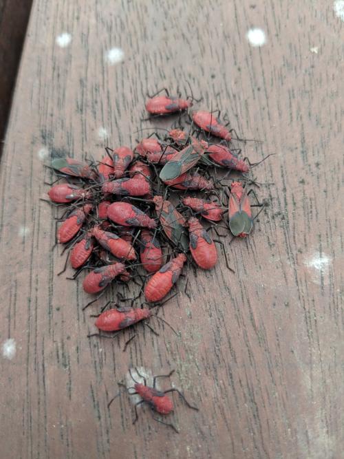 大紅姬緣蝽 大紅姬緣蝽