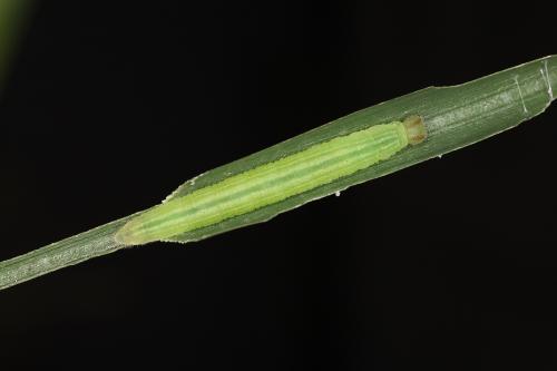 20090926_345452_Ampittia dioscorides etura_l.jpg 20090926_345452_Ampittia dioscorides etura_l.jpg