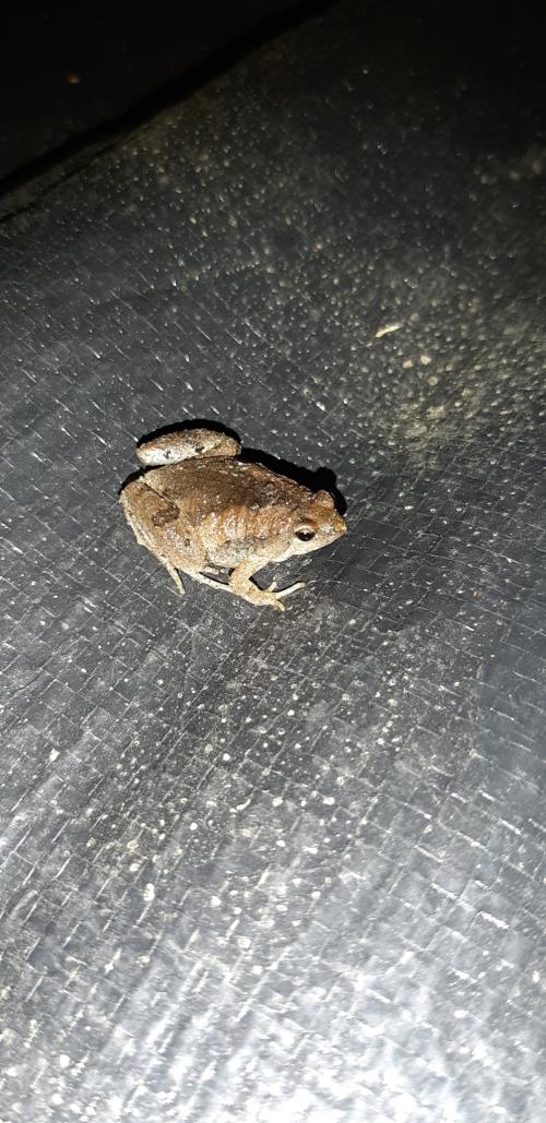 小雨蛙