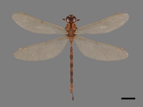 Gynacantha hyalina[長鋏晏蜓][00103097]