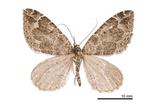 Lampropteryx nishizawai_male_Chilai_IX-2012_007