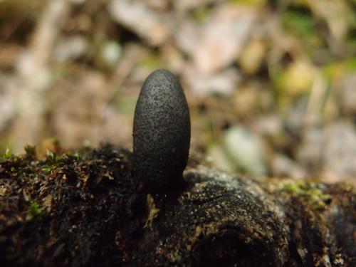 Xylaria cubensis(古巴炭角菌) Xylaria cubensis(古巴炭角菌)
