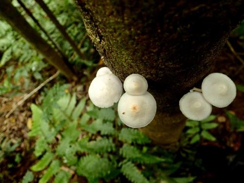 Pluteus tomentosulus(粒絨光柄菇)