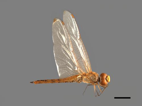 Pantala flavescens[薄翅蜻蜓][00103670]
