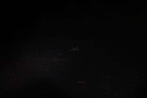 南亞夜鷹(台灣亞種)