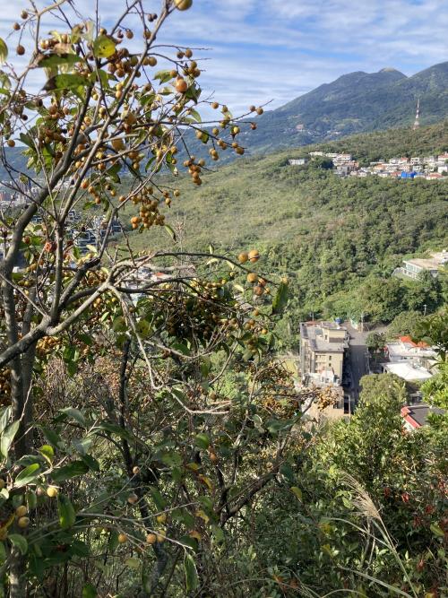山紅柿 山紅柿