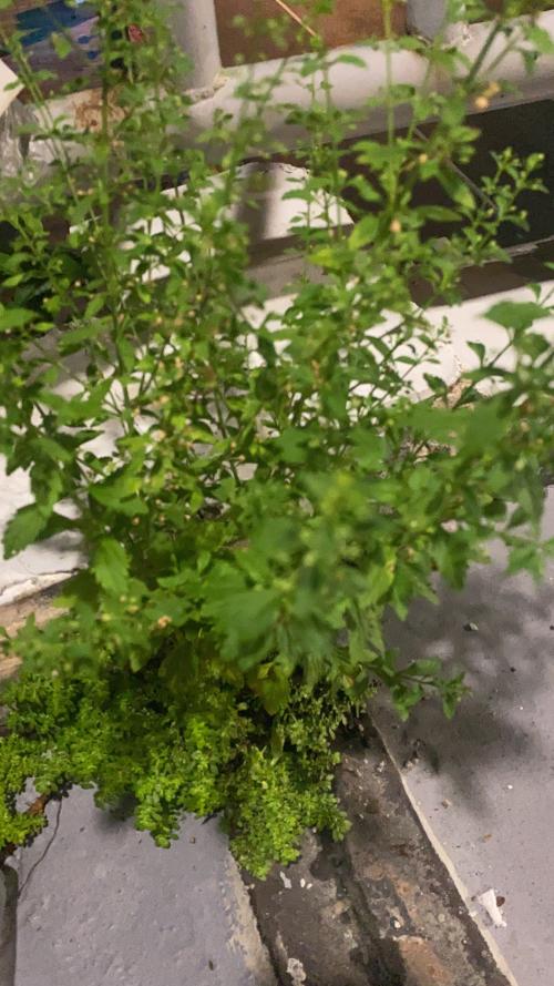 野甘草 野甘草