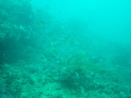 燕尾光鰓魚