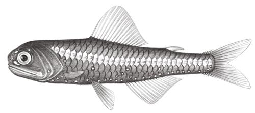 Diaphus coeruleus@Jheng0500 Diaphus coeruleus@Jheng0500
