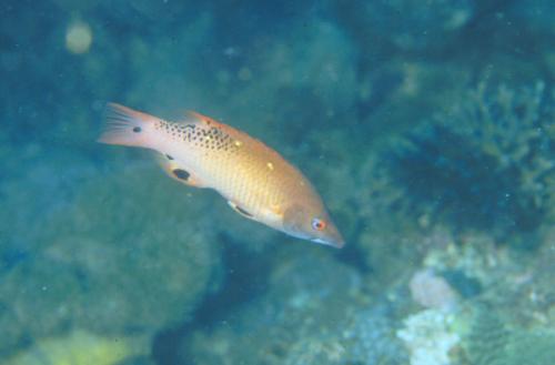 Bodianus diana@fishdb-media-929 Bodianus diana@fishdb-media-929