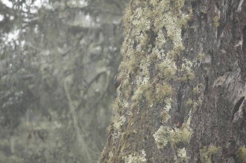 茶腹鳾 茶腹鳾