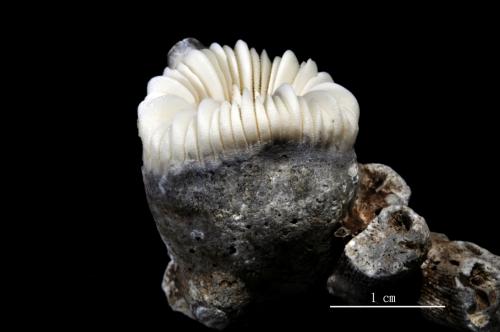 Trochocyathus rhombocolumna_01