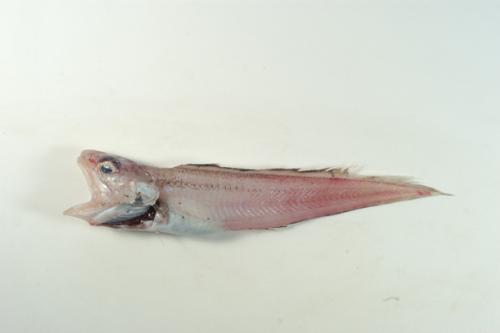 ASIZP0066271 ASIZP0066271
