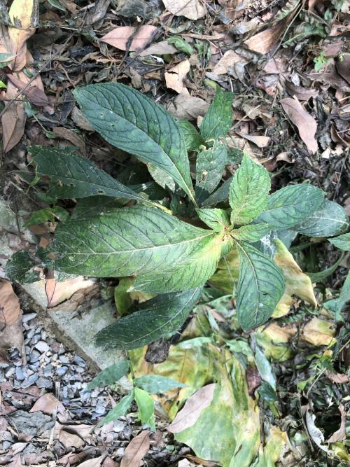 同蕊草 同蕊草