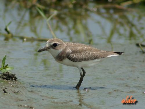 20090804_380141_sand_plover_P8292932.jpg