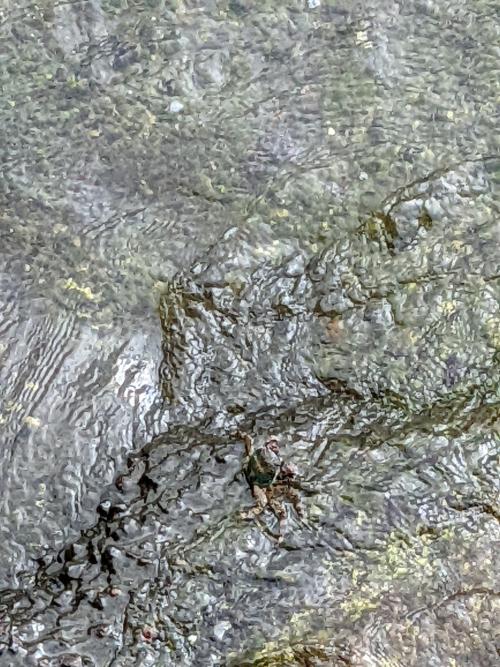白紋方蟹