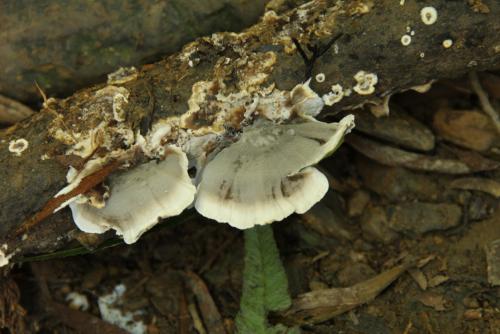 Bjerkandera adusta(烟管菌) Bjerkandera adusta(烟管菌)