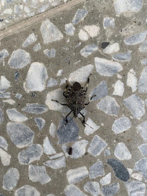 麻皮蝽 麻皮蝽