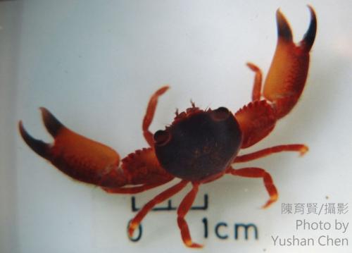 毛掌梯形蟹 毛掌梯形蟹