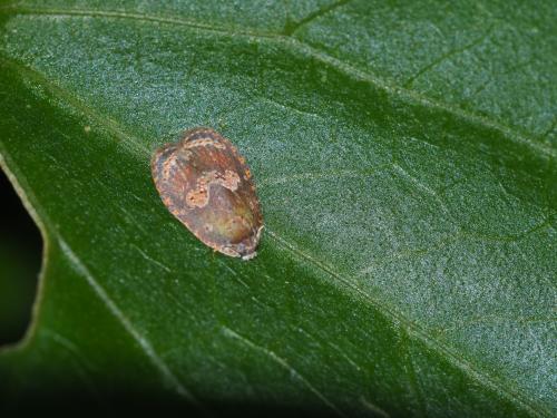 Cnesteboda celligera Cnesteboda celligera