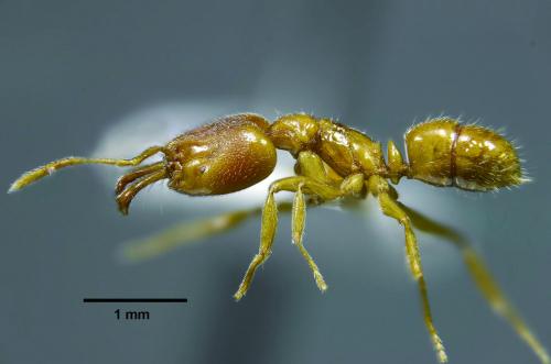甲仙顎針蟻