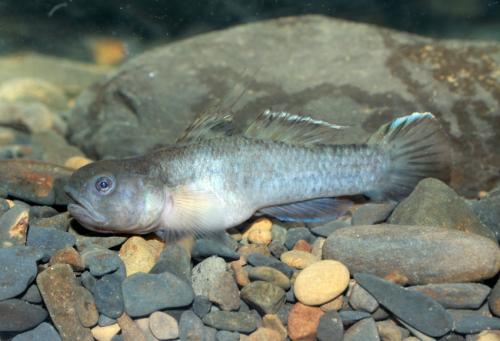 Mugilogobius abei@fishdb-media-9980 Mugilogobius abei@fishdb-media-9980