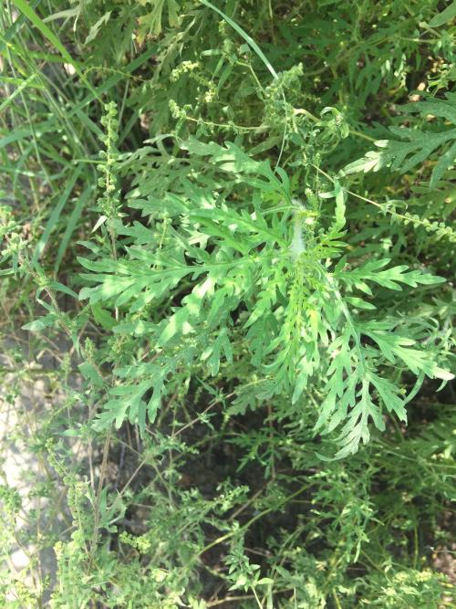豬草 豬草