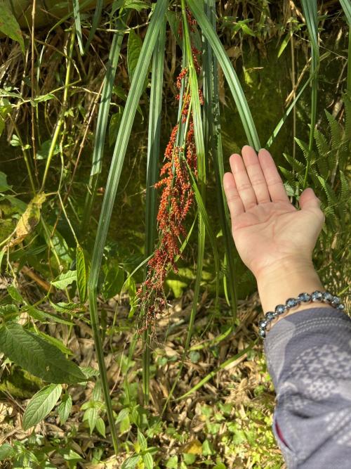 紅果薹