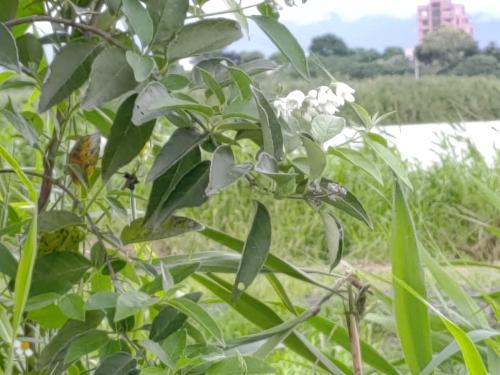 大葉溲疏 大葉溲疏
