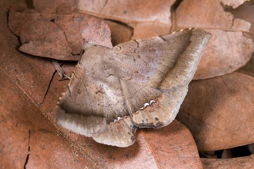 110316 南投 集集 62 Dysgonia palumba (Guenée, 1852)_800ori 110316 南投 集集 62 Dysgonia palumba (Guenée, 1852)_800ori