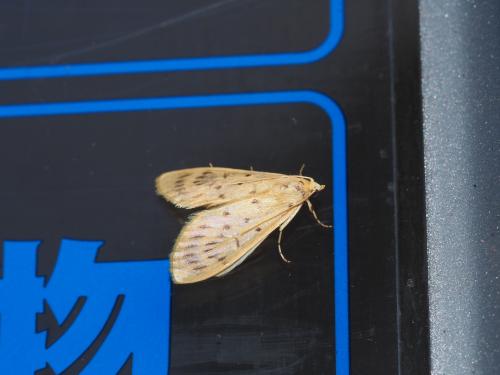 Epipagis setinalis Epipagis setinalis