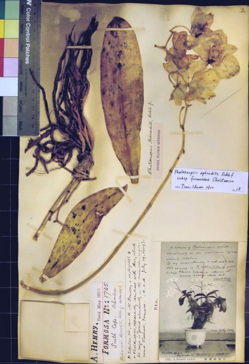 (Kew)Henry 1705 號蝴蝶蘭標本[1063. Phalaenopsis aphrodite, Reich, f. S. Cape ; Henry 1,705.]