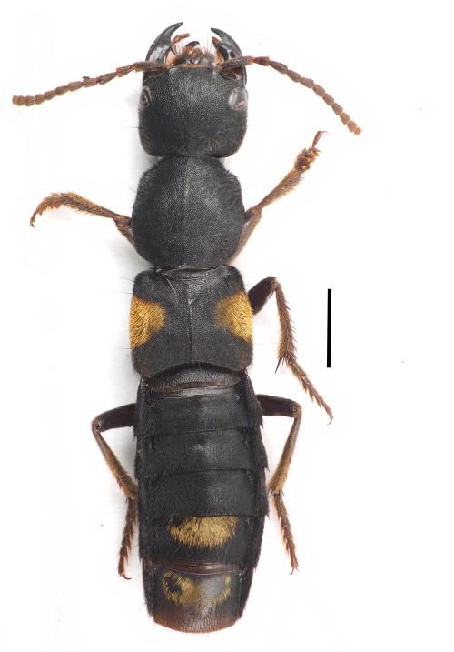 Apecholinus-imitator_female