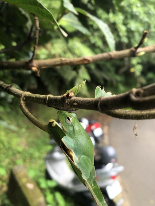臺北樹蛙