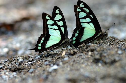 20090925_347279_Graphium cloanthus kuge_a.jpg