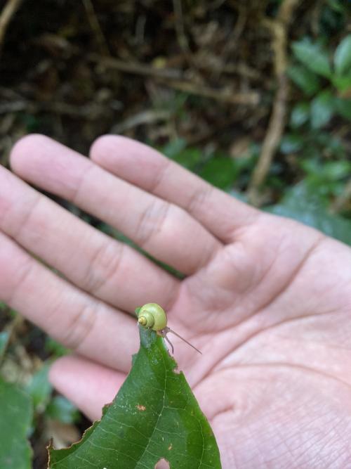 虎紋果形螺 虎紋果形螺