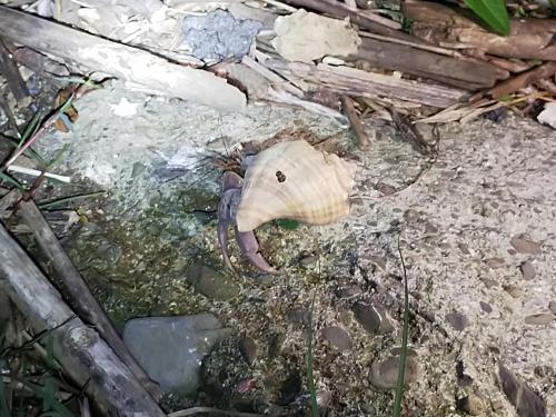 短掌陸寄居蟹