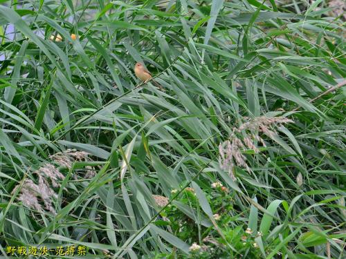 褐頭鷦鶯(台灣亞種) 褐頭鷦鶯(台灣亞種)
