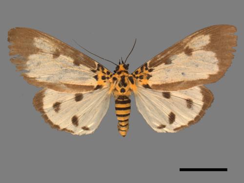 Asota plana lacteata[長斑擬燈蛾][00039797]