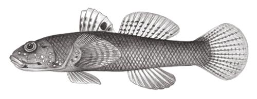 Bathygobius cotticeps@Jheng2091