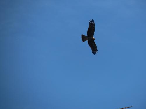 黑鳶(臺灣亞種) 黑鳶(臺灣亞種)