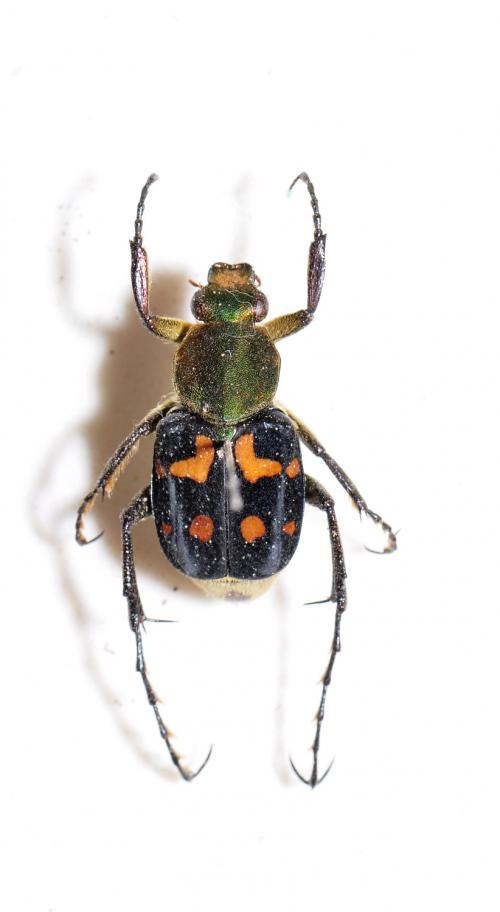 黃肩長腳花金龜 Trichius cupreipes 黃肩長腳花金龜 Trichius cupreipes