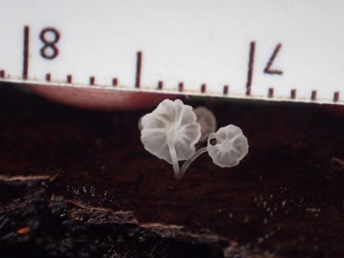 Hemimycena hirsuta(短絨毛半小菇)