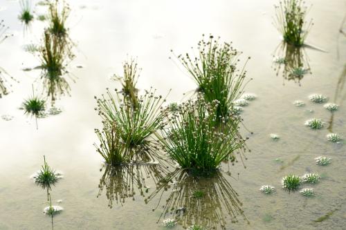 小穀精草 小穀精草