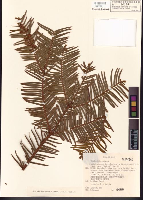 HAST 00056186 HAST 00056186
