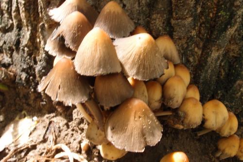 Coprinellus micaceus(晶粒類鬼傘) Coprinellus micaceus(晶粒類鬼傘)