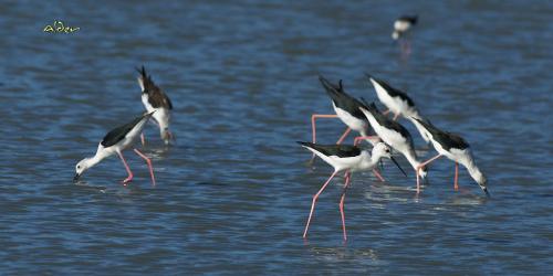 20091008_380146_Black-winged_Stilt_3535.jpg