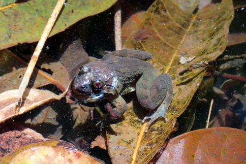 福建大頭蛙 福建大頭蛙