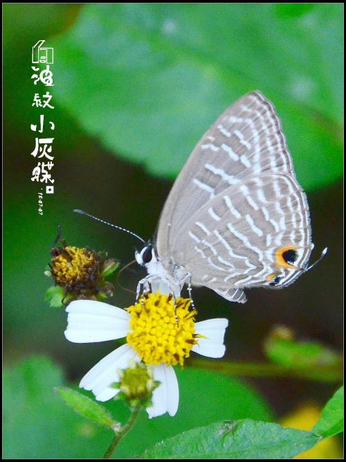 白波紋小灰蝶 白波紋小灰蝶