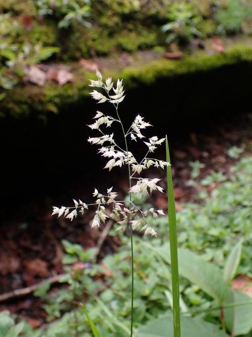 絨毛草